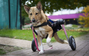 Copyright Pic by Andrew Price/View Finder Pictures-Chester 07774611778
Picture taken 201018.  Caption: 6 year old Ella who was found wandering the streets of Egypt paralyzed from the back down, she had lost the use of her back legs and was dragging herself around, she had been thrown off the top of a building. Miracles mission.org brought her to the UK to try and give her some sort of life. A new wheel chair for dogs was made so she could get around and she now runs around with the other dogs. See story from Liz Hull.