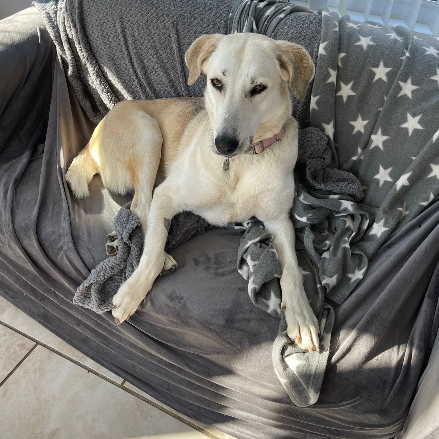 Nellie